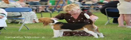 Beagle dogs for sale: GORGEOUS SHOW BEAGLE AVAILABLE - Advert 7