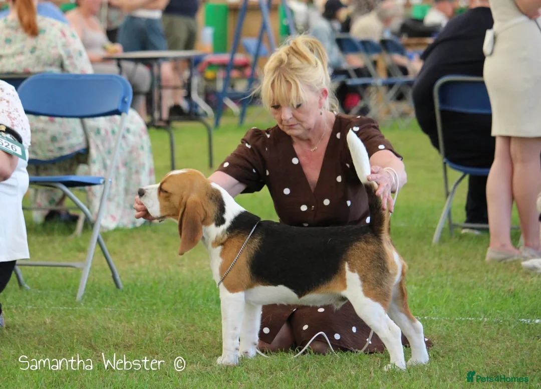 Beagle dogs for sale: GORGEOUS SHOW BEAGLE AVAILABLE - Advert 7