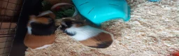 Guinea Pig rodents for sale: Beautiful pair of boys for sale in Derby - Advert 4