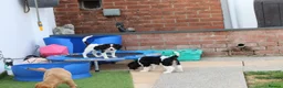 Cockapoo dogs for sale: Cockerlierpoo puppies for sale - Advert 36