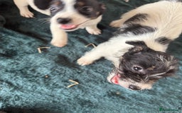 Jack Russell dogs for sale: Jack Russell puppies rough/smooth coat ready now  - Image 14