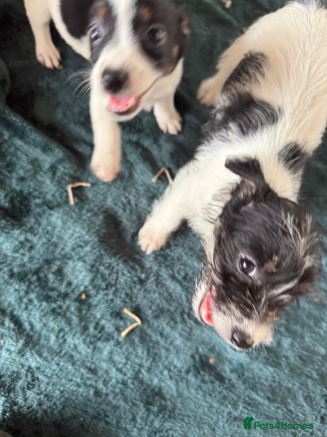 Jack Russell dogs for sale: Jack Russell puppies rough/smooth coat ready now  - Image 14