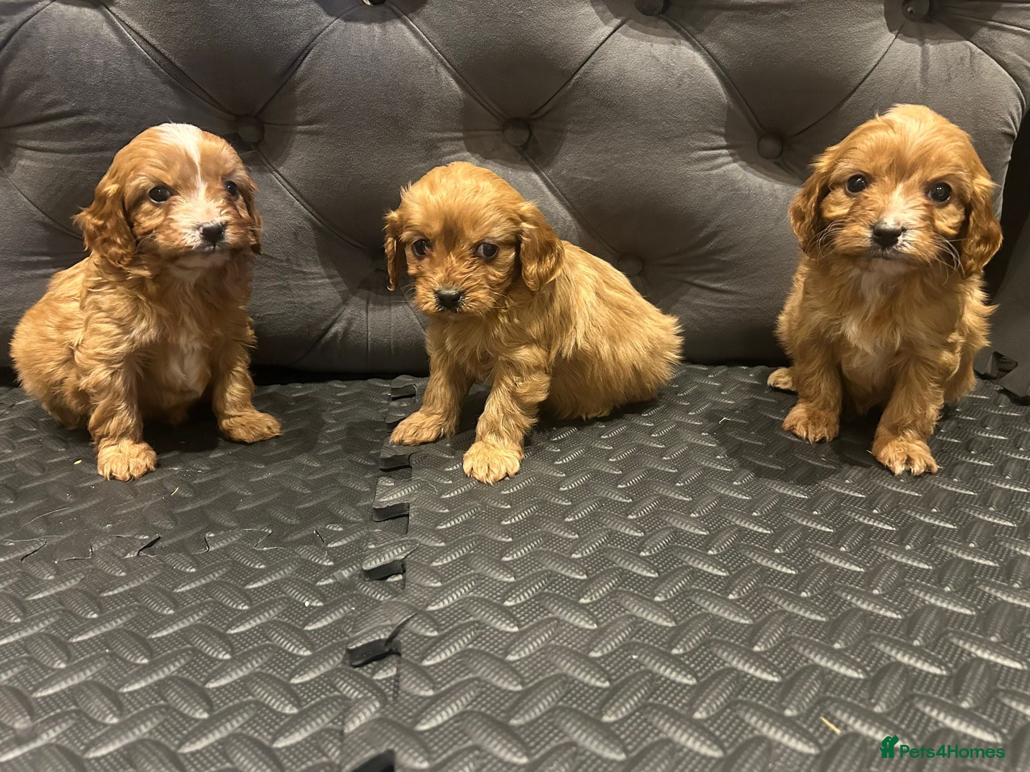 Cavapoo dogs Beautiful cavapoos  - Advert 4