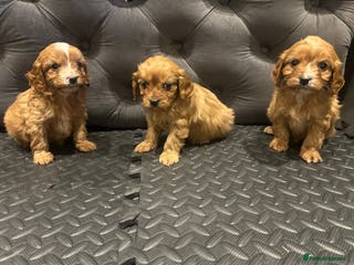 Cavapoo dogs Beautiful cavapoos - Advert 9