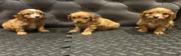 Cavapoo dogs for sale: Beautiful cavapoos  - Advert 14