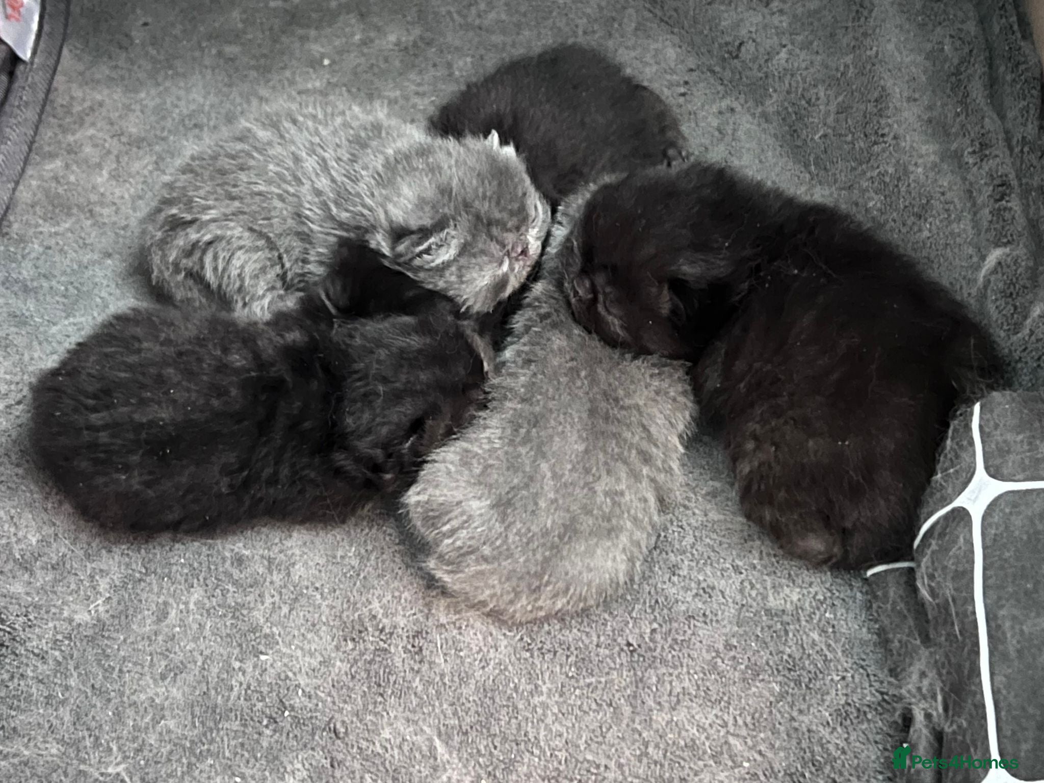 Exotic cats Adorable Exotic Short Hair Kittens Available  - Advert 3