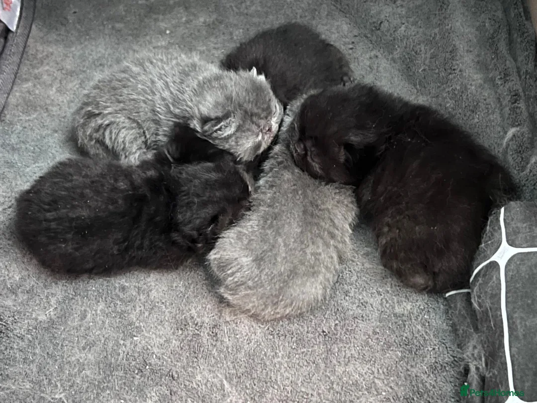 Exotic cats for sale: Adorable Exotic Short Hair Kittens Available  in Bromsgrove - Advert 1