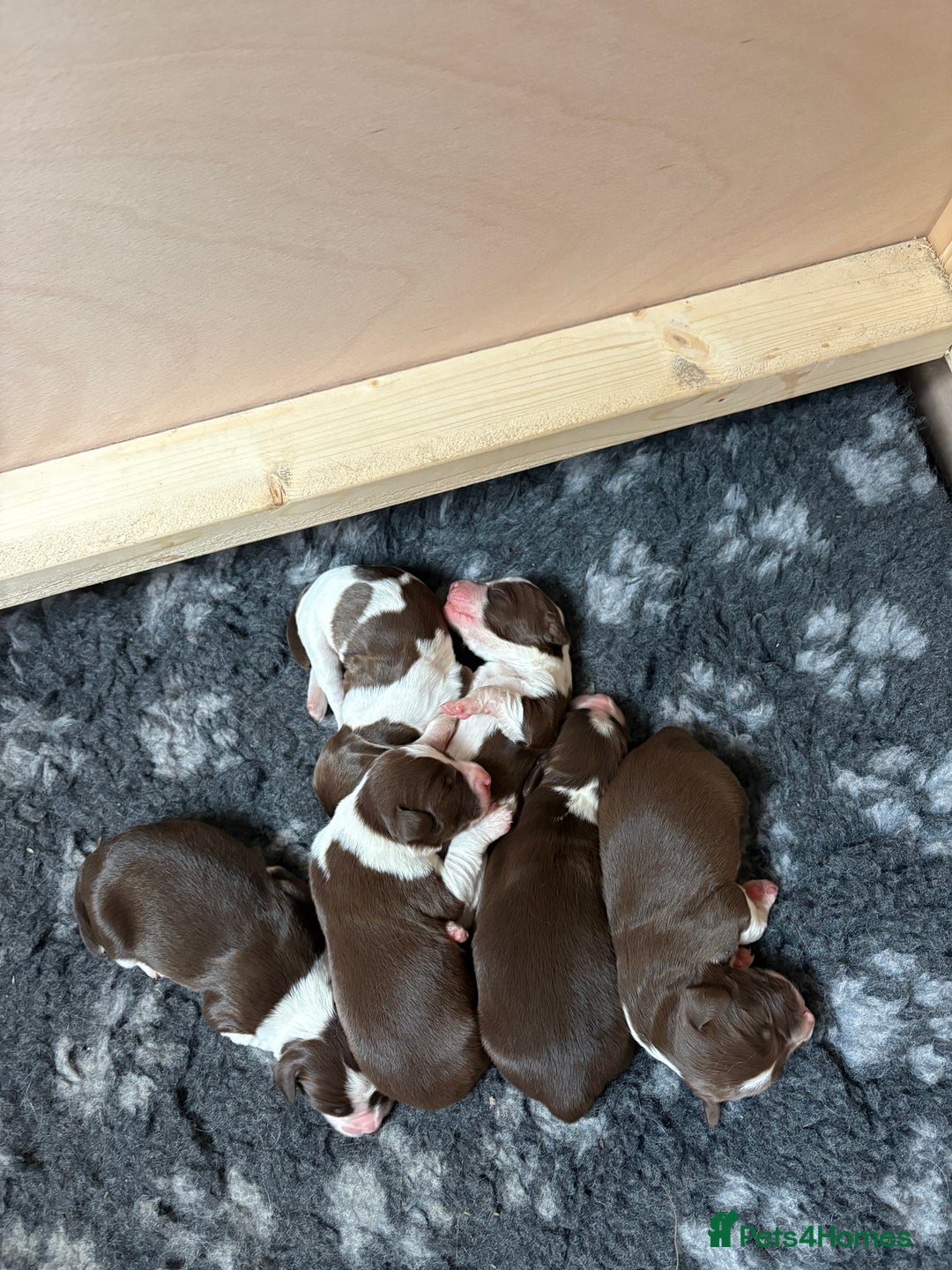 Sprollie dogs for sale: Liver & White Sprollies for sale - Image 6
