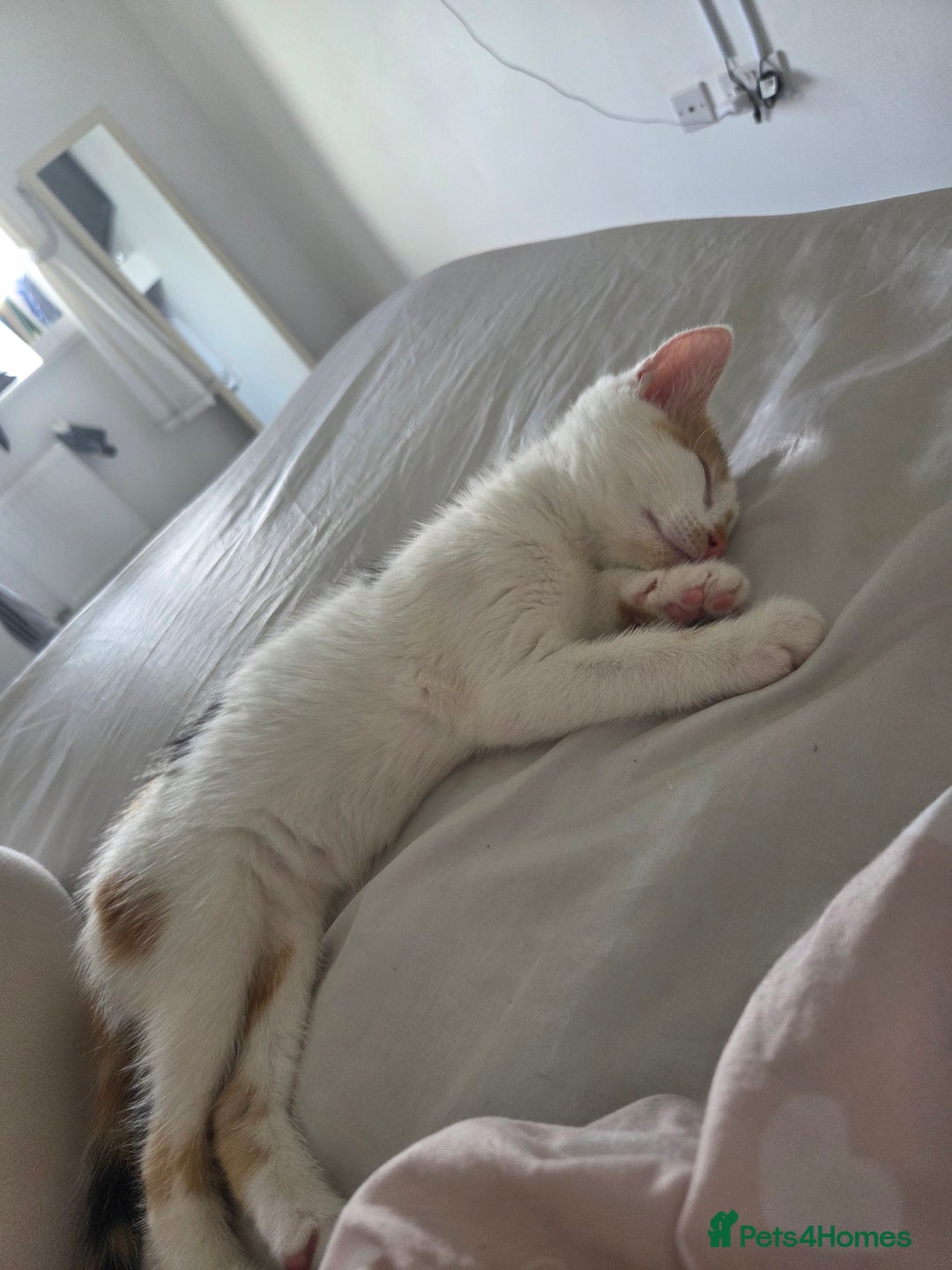 British Shorthair cats for sale: Baby / - Advert 5