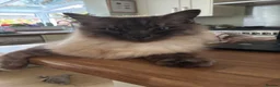 Ragdoll cats for sale: Seal Pointed Ragdoll Boy - Advert 5