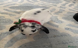 Mini Lop rabbits for sale: Mistach - Image 3