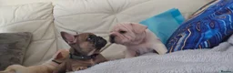 French Bulldog dogs for sale: Beautiful French bulldog puppies  - Advert 21