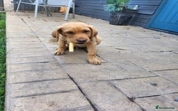 Labrador Retriever dogs for sale: KC Reg Fox Red Labrador Male. Fully vaccinated. in Mold - Image 19