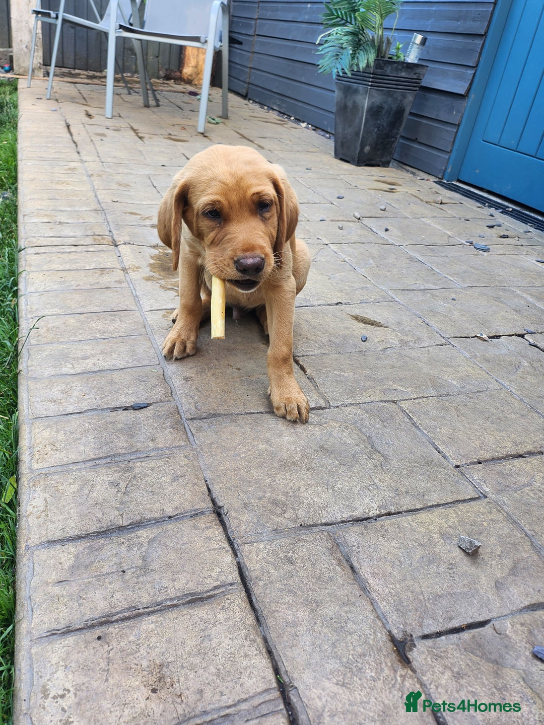 Labrador Retriever dogs for sale: KC Reg Fox Red Labrador Male. Fully vaccinated. in Mold - Image 19