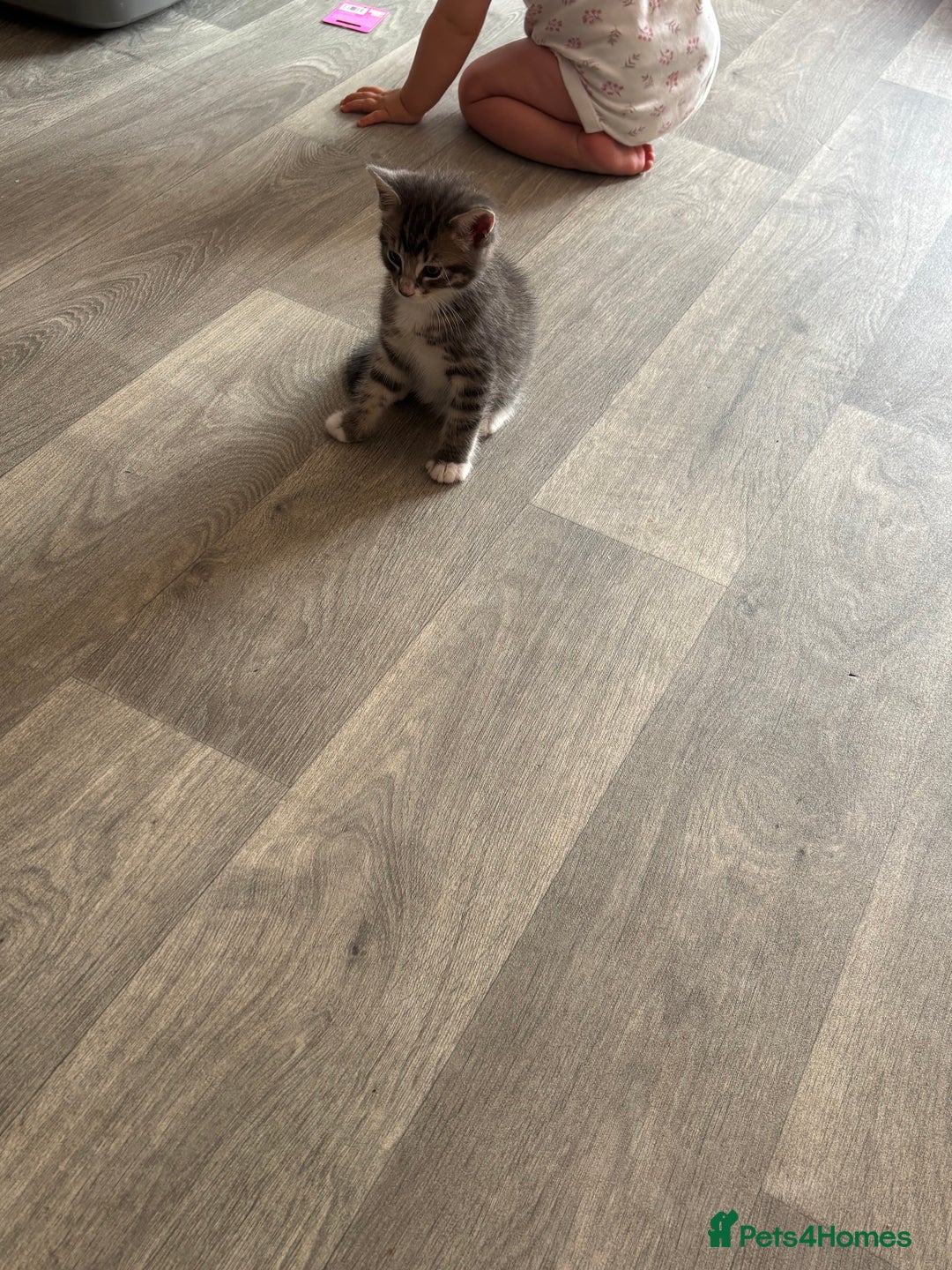 Bengal cats for sale: Handsome boy looking for his forever home - Image 3