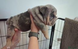 English Bulldog dogs for sale: Chunky English Bulldog Puppies  - Image 11
