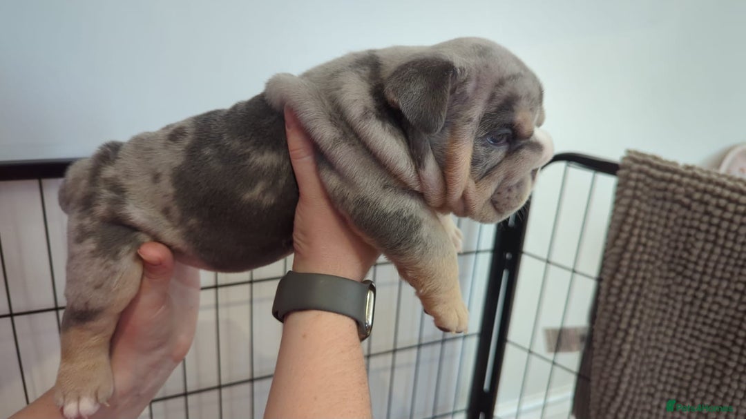 English Bulldog dogs for sale: Chunky English Bulldog Puppies  - Image 11