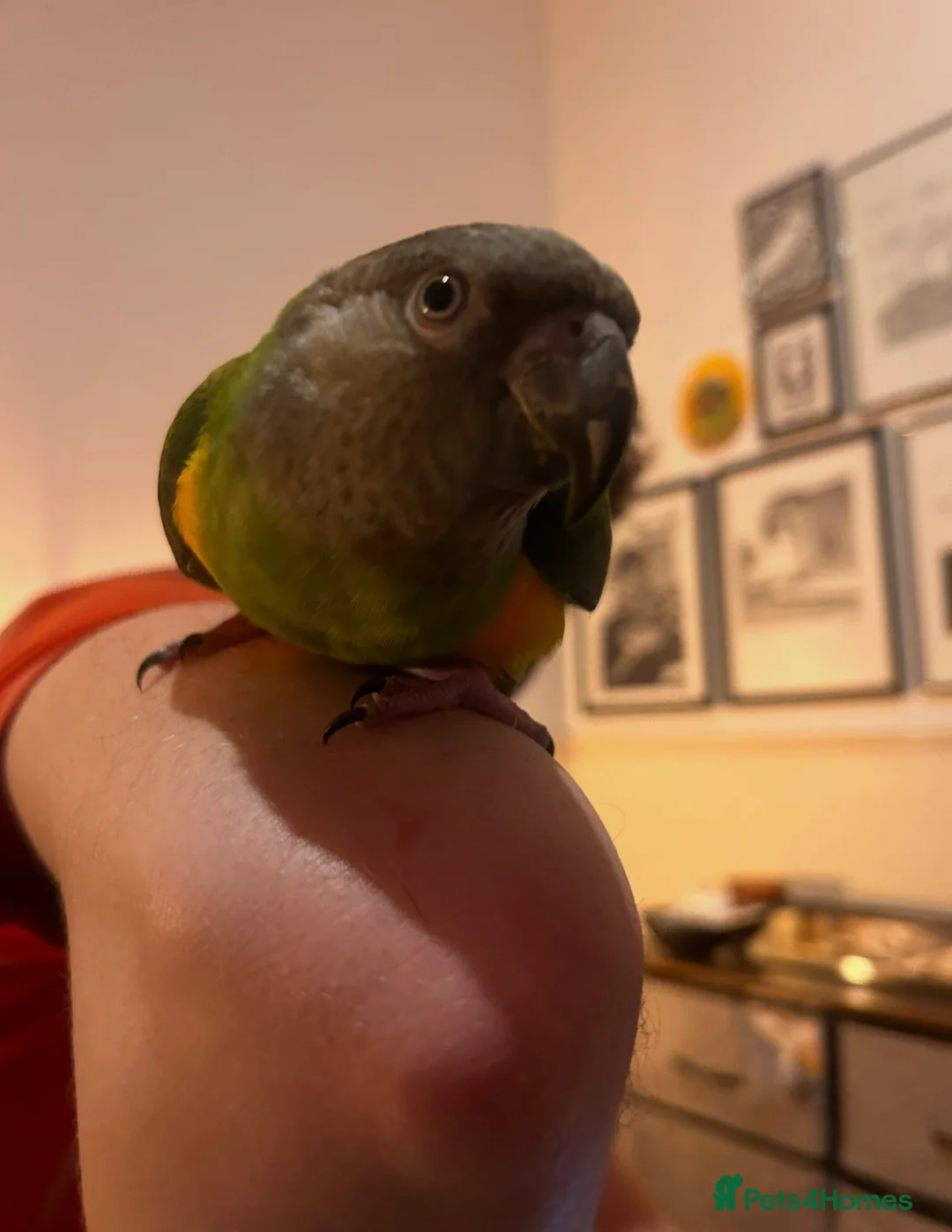 Parrots birds for sale: Senegal Parrot Poss Male 3 Years Old in Biggleswade - Advert 2