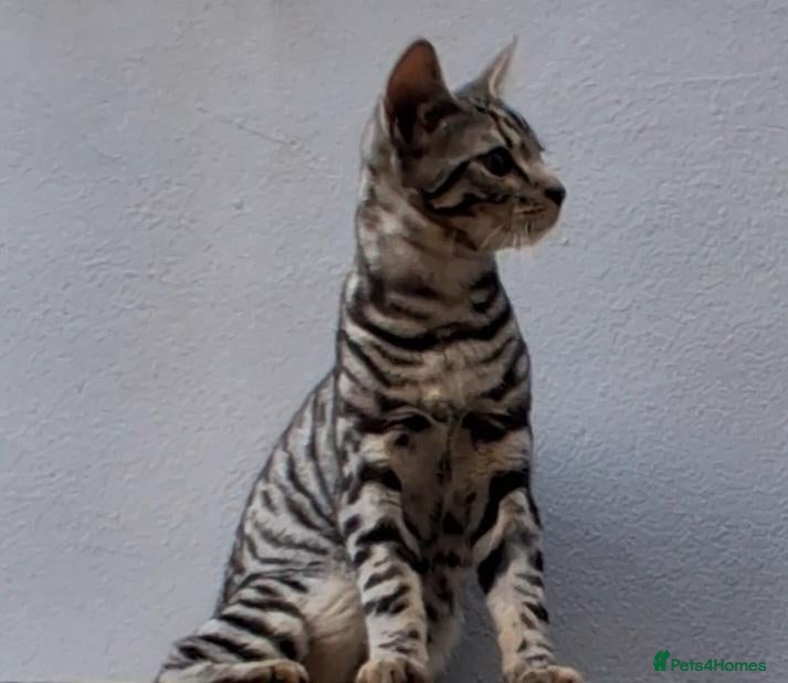 Bengal cats Bengal / tabby brother sister 7 mths old - Advert 2