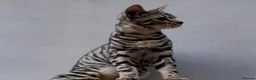 Bengal cats for sale: Bengal / tabby brother sister 7 mths old in Ramsgate - Advert 1