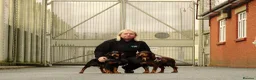 Cocker Spaniel dogs for sale: Quality Working Cocker Spaniel Pups KC reg - Advert 4