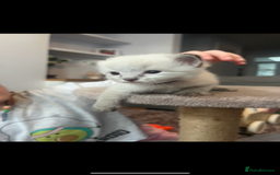 Ragdoll cats for sale: Gorgeous pedigree Ragdoll kittens for sale  - Image 8