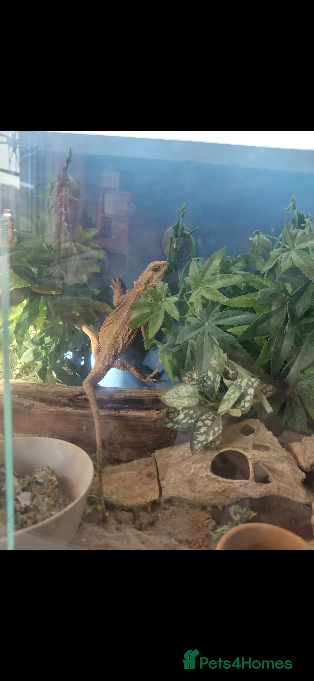 Bearded Dragon reptiles for sale: 2 bearded dragons and viv - Advert 2