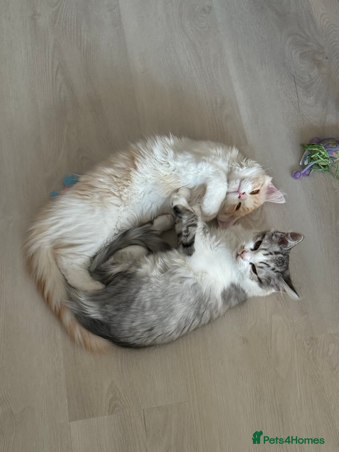 Munchkin cats for sale: Pedigree TICA Munchkin Kittens – Short Legs 🐈 - Image 27