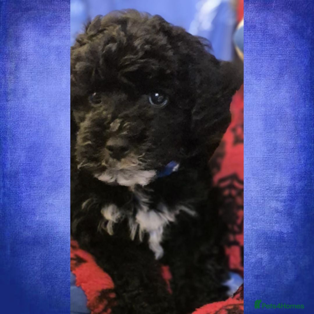 Lhasapoo dogs Gorgeous Lhachon/Poodle - Advert 2