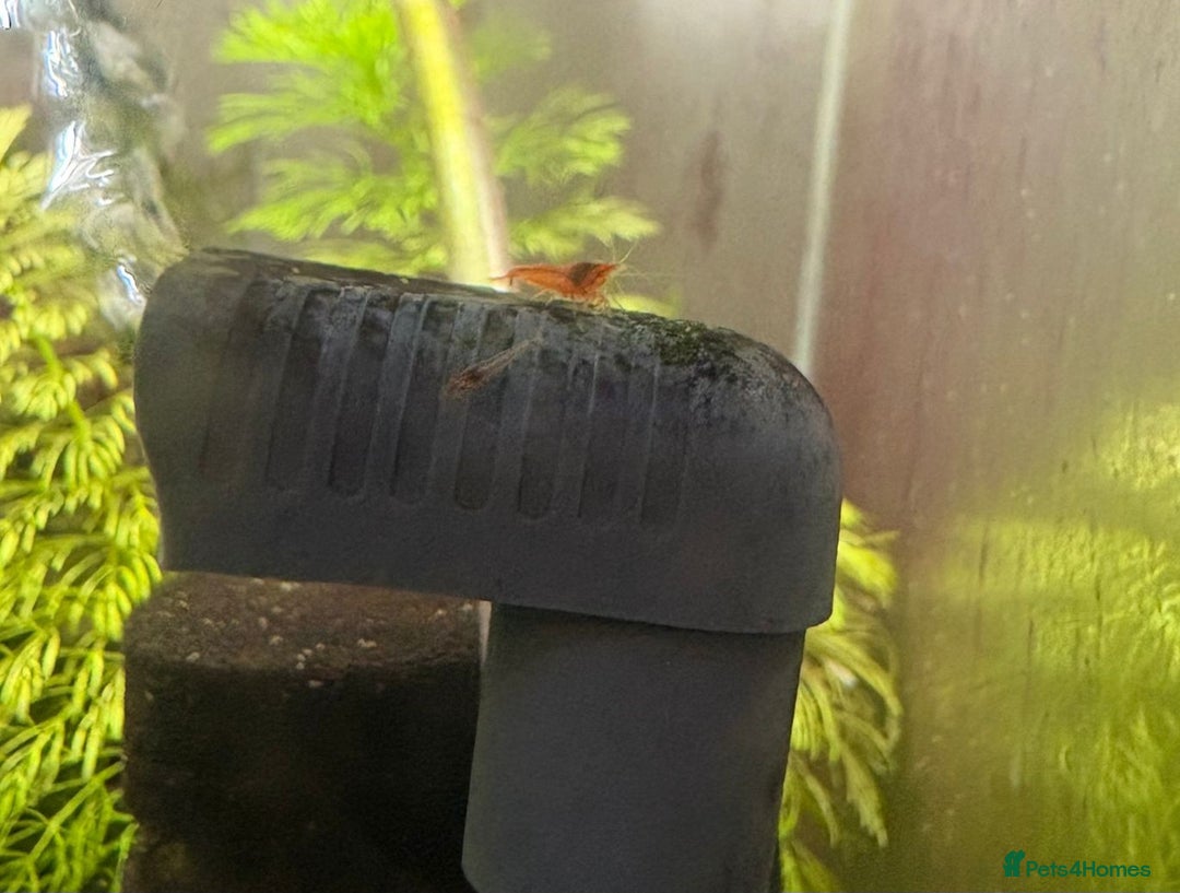 Live Bearers fish for sale: Cherry shrimp 1.50 each/ Guppies £1 each  - Image 3