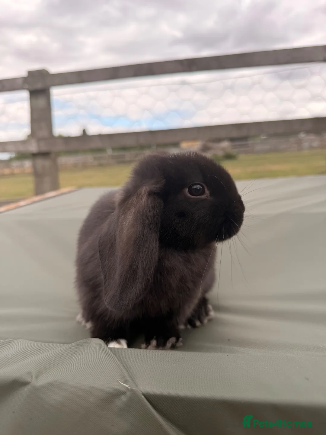 Mini Lop rabbits for sale: Minilops looking for forever homes  - Advert 7