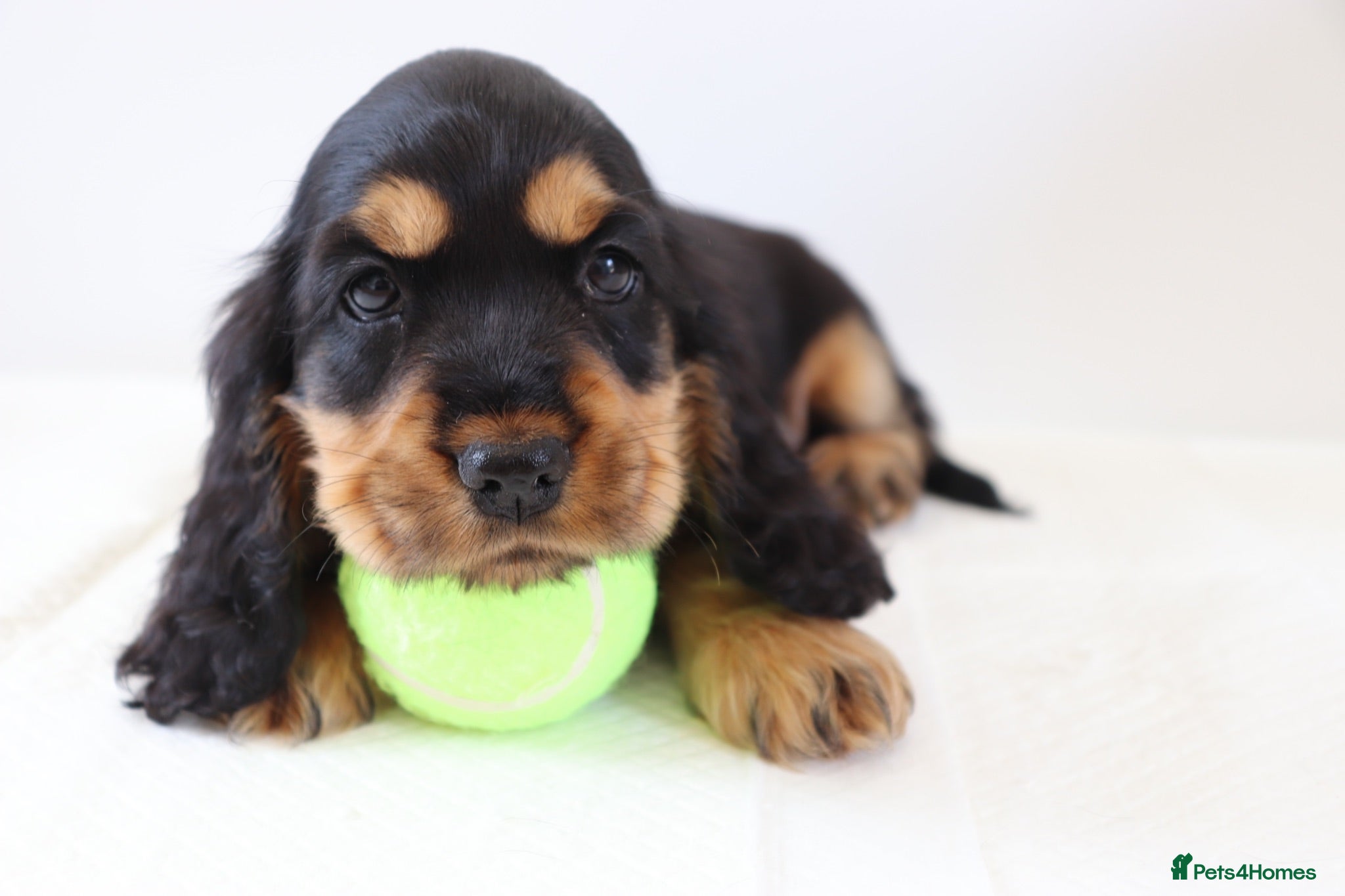 Cocker Spaniel dogs Cocker spaniel puppies  - Advert 1