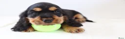 Cocker Spaniel dogs for sale: Cocker spaniel puppies  - Advert 1