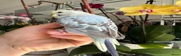 Budgerigars birds for sale: Hand Tame male baby budgies  - Advert 5