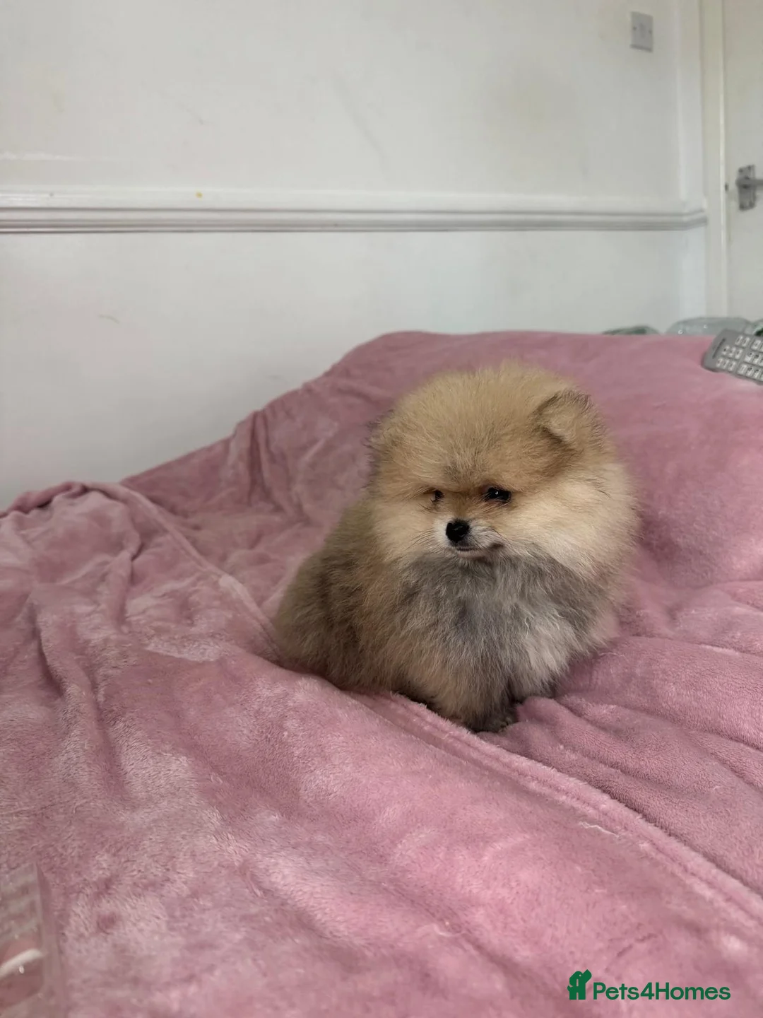 Pomeranian dogs for sale: Ready to go Excellent Pomeranian - Advert 15