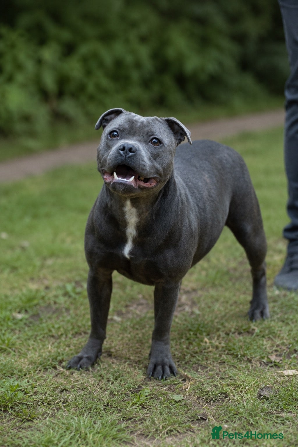 Staffordshire Bull Terrier dogs KC Staffy Puppies - Advert 1