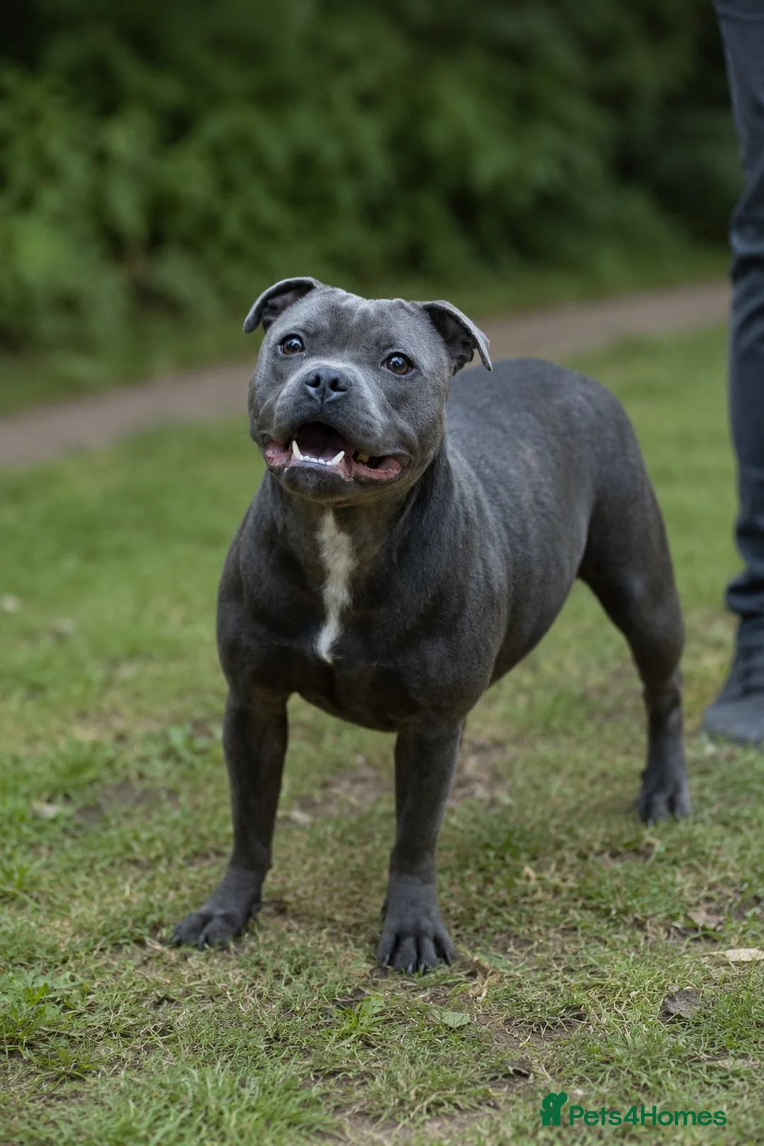 Staffordshire Bull Terrier dogs for sale: KC Staffy Puppies - Advert 1