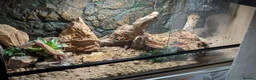 Gecko reptiles for sale: Leopard gecko  in Hounslow - Advert 5