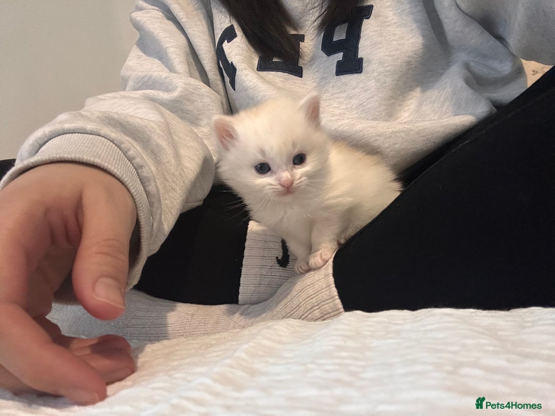 Mixed Breed cats for sale: Mixed breed kittens for sale ALL MALES  - Advert 4