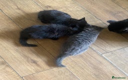 Mixed Breed cats for sale: Mixed breed kittens  - Advert 5