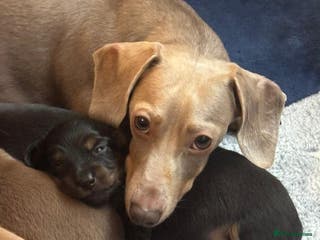 Miniature Dachshund dogs Miniature dashund puppies - Advert 3