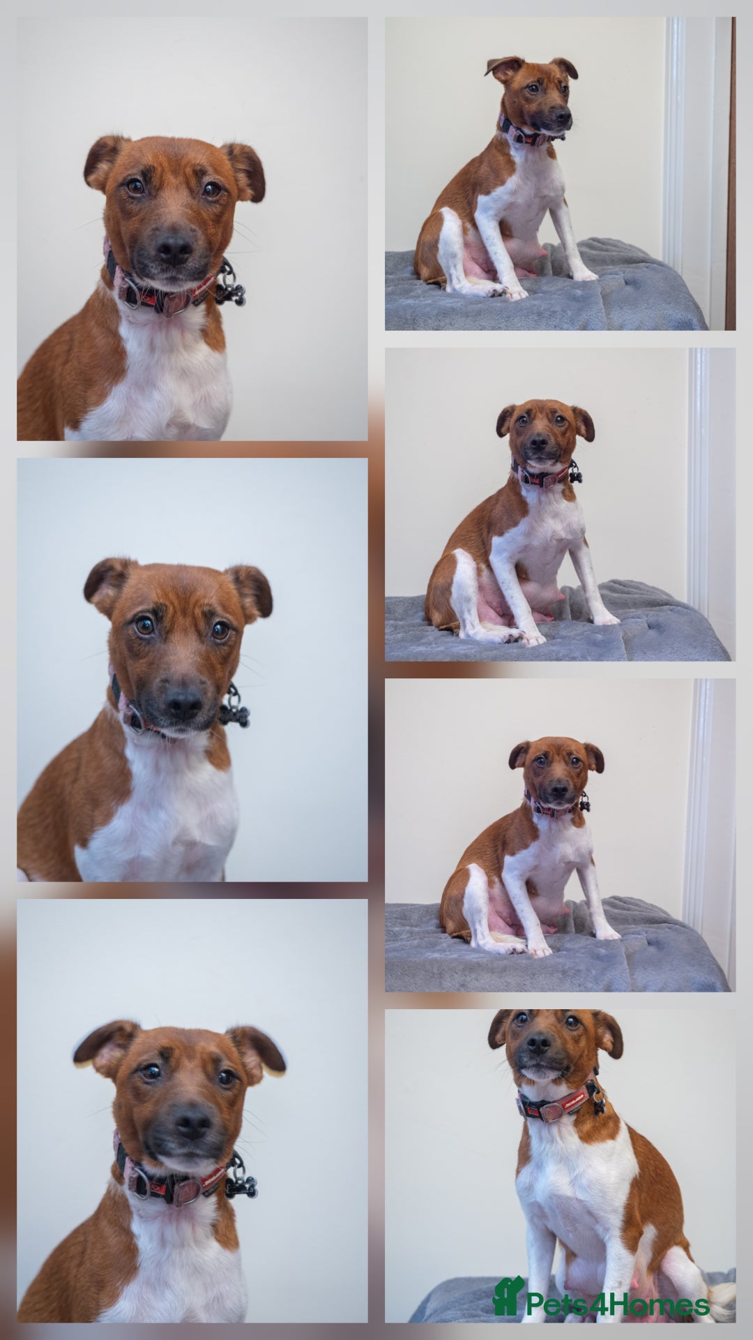 Plummer Terrier dogs for sale: Lovely Plummer Pupps - Advert 13