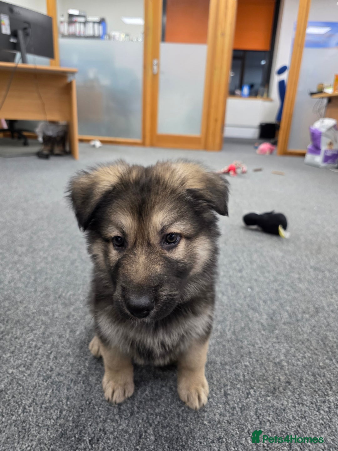 German Shepherd dogs for sale: German Shepered Longhaired Girl Large - Advert 4