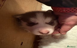 Siberian Husky dogs for sale: Red puppies - Image 7