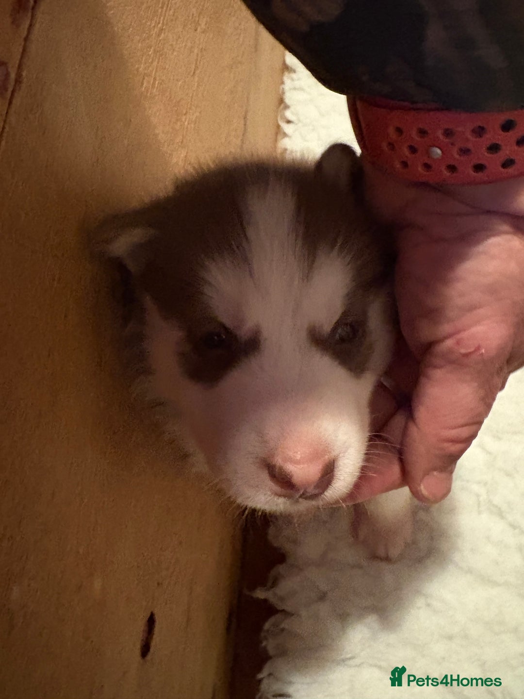 Siberian Husky dogs for sale: Red puppies - Image 7