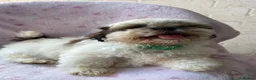 Shih Tzu dogs for sale: 🐶 Beautiful Shih Tzu Puppies for Sale 🐶 - Advert 2