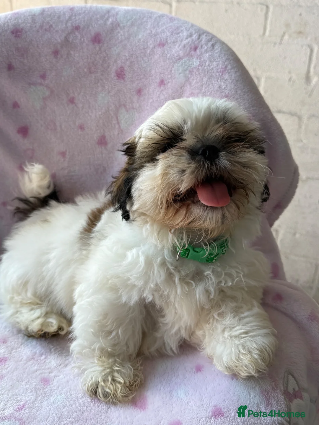 Shih Tzu dogs for sale: 🐶 Beautiful Shih Tzu Puppies for Sale 🐶 - Advert 2