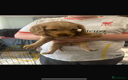 Cockapoo dogs for sale: Cockapoo puppies for sale  - Image 8