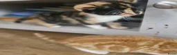 Mixed Breed cats for sale: Mixed breed kittens - Advert 3