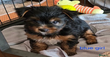 Yorkshire Terrier dogs - Advert 8
